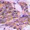 Protein Kinase C Theta antibody, orb214446, Biorbyt, Immunohistochemistry paraffin image 