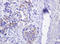 Catenin Delta 1 antibody, LS-C797886, Lifespan Biosciences, Immunohistochemistry frozen image 