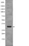 Nucleophosmin 1 antibody, abx217220, Abbexa, Western Blot image 