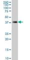 Lymphoid Enhancer Binding Factor 1 antibody, H00051176-M05, Novus Biologicals, Western Blot image 