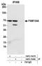 Reticulophagy Regulator Family Member 2 antibody, NBP2-76379, Novus Biologicals, Immunoprecipitation image 