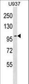 Tight Junction Protein 2 antibody, LS-C161899, Lifespan Biosciences, Western Blot image 