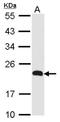Chemokine-like factor superfamily member 5 antibody, NBP1-31149, Novus Biologicals, Western Blot image 