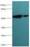 MutY DNA Glycosylase antibody, MBS1497329, MyBioSource, Western Blot image 