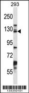 Desmoglein 2 antibody, 57-710, ProSci, Western Blot image 