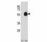 CD33 Molecule antibody, F43049-0.4ML, NSJ Bioreagents, Western Blot image 