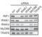 Interleukin 1 Receptor Associated Kinase 4 antibody, 56412, QED Bioscience, Western Blot image 