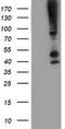 Serpin Family B Member 13 antibody, CF503707, Origene, Western Blot image 