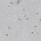 Fas Binding Factor 1 antibody, HPA023677, Atlas Antibodies, Immunohistochemistry frozen image 