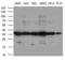 Phosphatidylinositol Transfer Protein Beta antibody, LS-C794863, Lifespan Biosciences, Western Blot image 