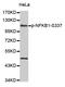 Nuclear Factor Kappa B Subunit 1 antibody, MBS128235, MyBioSource, Western Blot image 