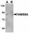 GRB2 Associated Regulator Of MAPK1 Subtype 1 antibody, LS-B4620, Lifespan Biosciences, Western Blot image 