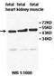 Acylglycerol Kinase antibody, orb77847, Biorbyt, Western Blot image 
