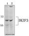 IKAROS Family Zinc Finger 3 antibody, A01611, Boster Biological Technology, Western Blot image 