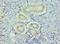 Histone Deacetylase 8 antibody, LS-C375897, Lifespan Biosciences, Immunohistochemistry frozen image 