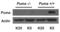 BCL2 Binding Component 3 antibody, 3043, ProSci, Western Blot image 