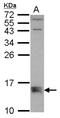 Bcl-2-modifying factor antibody, NBP2-15600, Novus Biologicals, Western Blot image 