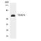 THAP Domain Containing 4 antibody, LS-C200781, Lifespan Biosciences, Western Blot image 