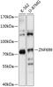 Zinc Finger Protein 699 antibody, 15-556, ProSci, Western Blot image 