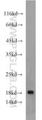 TNF Receptor Superfamily Member 25 antibody, 55397-1-AP, Proteintech Group, Western Blot image 