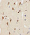 Solute Carrier Family 29 Member 1 (Augustine Blood Group) antibody, LS-C96639, Lifespan Biosciences, Immunohistochemistry frozen image 