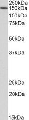 Valosin Containing Protein antibody, 43-588, ProSci, Western Blot image 
