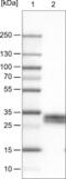 Thy-1 Cell Surface Antigen antibody, NBP2-52960, Novus Biologicals, Western Blot image 