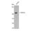 Glycogen Synthase Kinase 3 Alpha antibody, STJ93445, St John