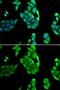 Nucleolar Protein 3 antibody, GTX33361, GeneTex, Immunofluorescence image 