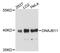 DnaJ Heat Shock Protein Family (Hsp40) Member B11 antibody, STJ114781, St John