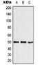 Basic Helix-Loop-Helix Family Member E41 antibody, MBS8230653, MyBioSource, Western Blot image 