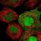 HEAT Repeat Containing 3 antibody, NBP2-56248, Novus Biologicals, Immunofluorescence image 