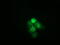 Heat Shock Protein Family A (Hsp70) Member 6 antibody, TA501773, Origene, Immunofluorescence image 
