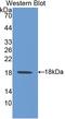 Heat Shock Protein Family H (Hsp110) Member 1 antibody, LS-C294389, Lifespan Biosciences, Western Blot image 
