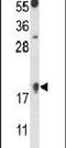 Cytosolic Iron-Sulfur Assembly Component 2B antibody, PA5-26377, Invitrogen Antibodies, Western Blot image 