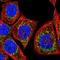 Glutathione S-Transferase Kappa 1 antibody, NBP1-89726, Novus Biologicals, Immunofluorescence image 