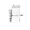 Adrenoceptor Beta 1 antibody, VPA00859, Bio-Rad (formerly AbD Serotec) , Western Blot image 