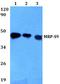 Mitochondrial Ribosomal Protein S9 antibody, A14072S9, Boster Biological Technology, Western Blot image 