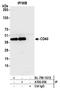 CDw40 antibody, A700-056, Bethyl Labs, Immunoprecipitation image 