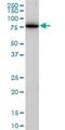 Clathrin Interactor 1 antibody, H00009685-M03, Novus Biologicals, Western Blot image 