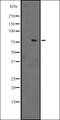 Nuclear FMR1 Interacting Protein 2 antibody, orb335230, Biorbyt, Western Blot image 