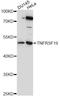 TNF Receptor Superfamily Member 19 antibody, LS-C749290, Lifespan Biosciences, Western Blot image 