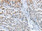 ELAV Like RNA Binding Protein 1 antibody, CSB-PA104194, Cusabio, Immunohistochemistry frozen image 