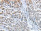 ELAV Like RNA Binding Protein 1 antibody, CSB-PA104194, Cusabio, Immunohistochemistry frozen image 