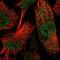Endoplasmic Reticulum-Golgi Intermediate Compartment 1 antibody, NBP1-83963, Novus Biologicals, Immunofluorescence image 