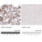 Choline O-Acetyltransferase antibody, AMAb91130, Atlas Antibodies, Immunohistochemistry frozen image 