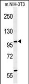 Zinc Finger Protein 451 antibody, PA5-72615, Invitrogen Antibodies, Western Blot image 