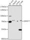 Zinc Finger Protein 677 antibody, A18283, Boster Biological Technology, Western Blot image 