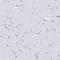 Cr2 antibody, HPA060715, Atlas Antibodies, Immunohistochemistry frozen image 