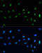 Scaffold Attachment Factor B antibody, A03458, Boster Biological Technology, Western Blot image 